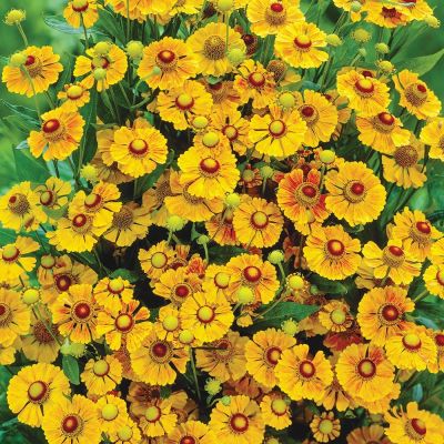 Гелениум Зимбелштерн - Dolina-Sad.Ru