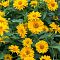 Гелиопсис Скабра Гелиопсис Скабра - Dolina-Sad.Ru