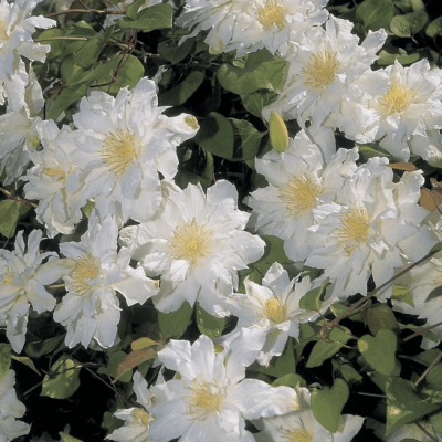 Клематис Калседони, С2 Клематис Калседони, С2 фото