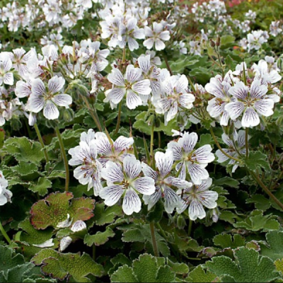 Герань Ренарда Герань Ренарда фото