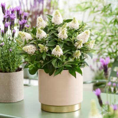 Буддлея Давида Литл Рокстар Уайт Буддлея Давида Литл Рокстар Уайт - Dolina-Sad.Ru