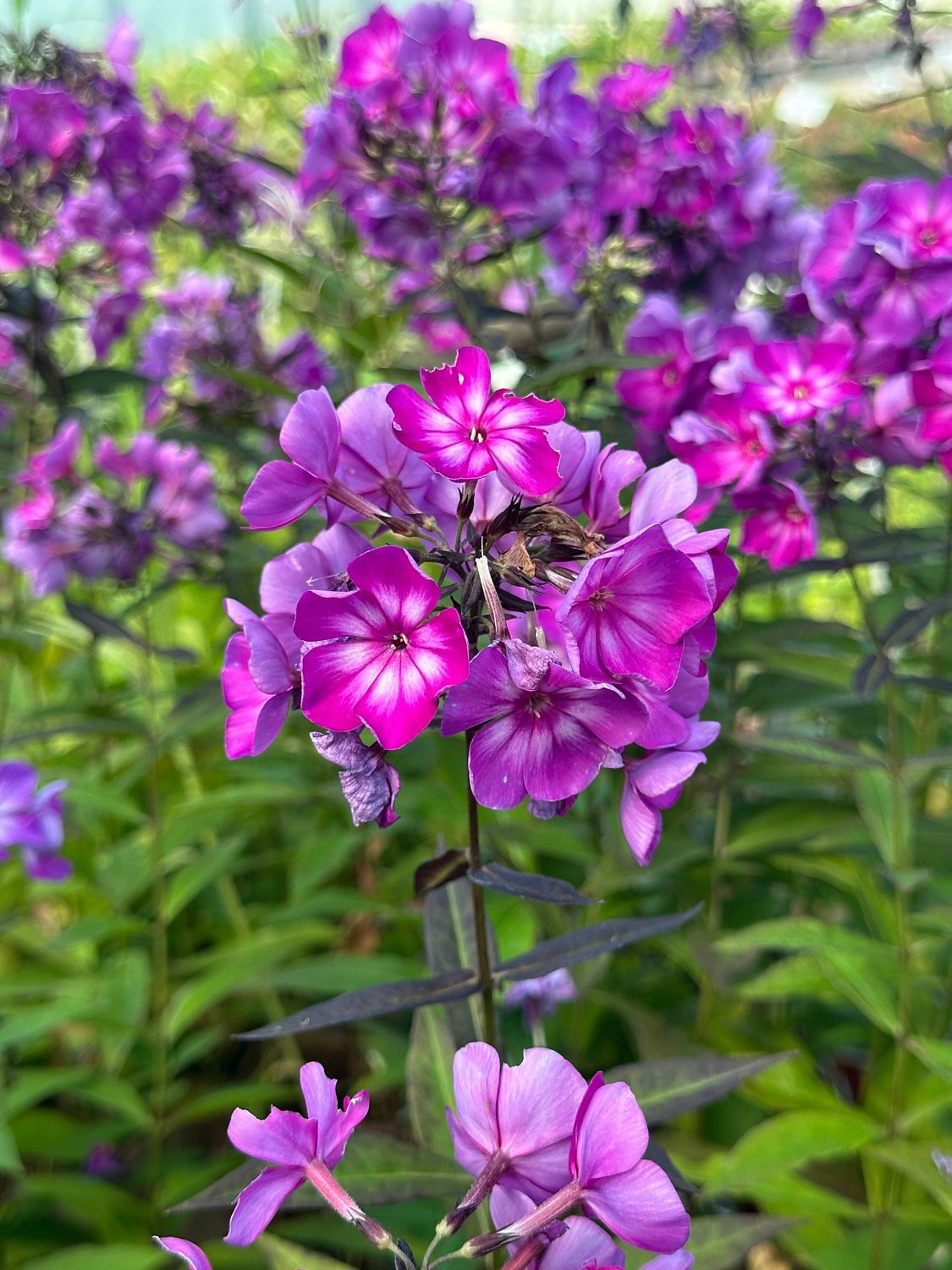 Флокс метельчатый Свит Саммер Сюрпрайз Флокс метельчатый Свит Саммер Сюрпрайз - Dolina-Sad.Ru