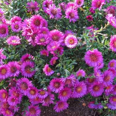 Астра Пинк фото