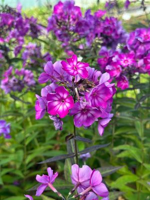 Флокс метельчатый Свит Саммер Сюрпрайз Флокс метельчатый Свит Саммер Сюрпрайз - Dolina-Sad.Ru