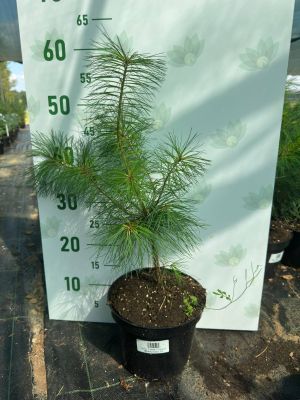 Сосна Веймутова, С3 - Dolina-Sad.Ru