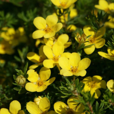 Лапчатка кустарниковая Кобольд Лапчатка кустарниковая Кобольд фото