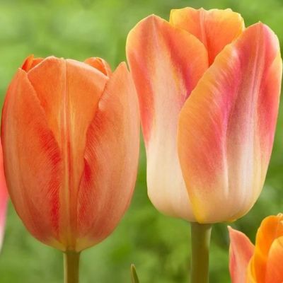 Тюльпан Сэлмон Краун Тюльпан Сэлмон Краун фото