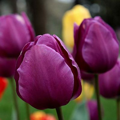 Тюльпан Пурпл Рэин Тюльпан Пурпл Рэин фото
