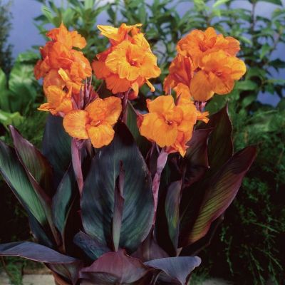 Канна Вайоминг Канна Вайоминг - Dolina-Sad.Ru