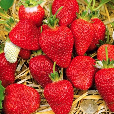 Комплект саженцев клубники Альба Комплект саженцев клубники Альба - Dolina-Sad.Ru