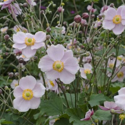 Анемона гибридная Ричард Аренс - Dolina-Sad.Ru