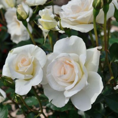 Роза Хельга Роза Хельга - Dolina-Sad.Ru