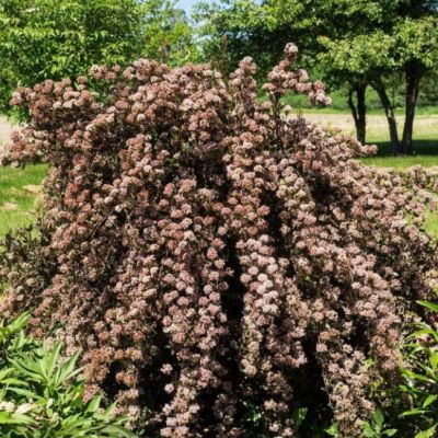 Пузыреплодник Литл Девил Пузыреплодник Литл Девил фото