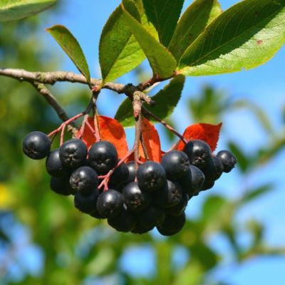 Рябина Черноплодная, С5 - Dolina-Sad.Ru