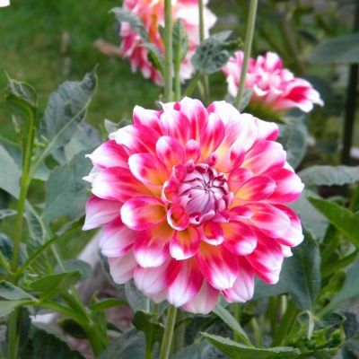 Георгина Хавайи Георгина Хавайи - Dolina-Sad.Ru