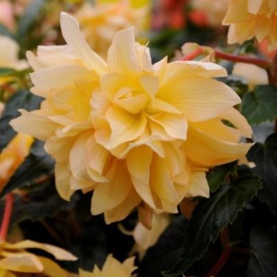 Бегония Беллекония Манго Бегония Беллекония Манго - Dolina-Sad.Ru