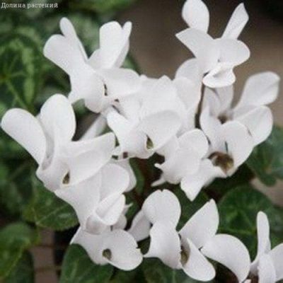 Цикламен Чарли персидский фото