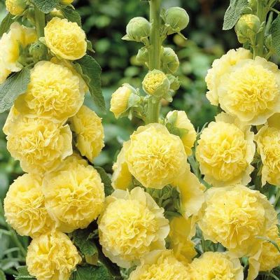 Шток-роза Дабл Еллоу фото