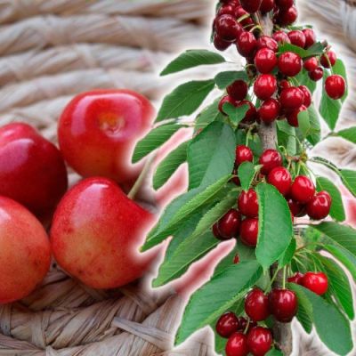 Черешня колоновидная Хелена Черешня колоновидная Хелена - Dolina-Sad.Ru