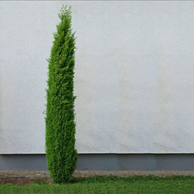 Можжевельник обыкновенный Сентинел, С3 - Dolina-Sad.Ru