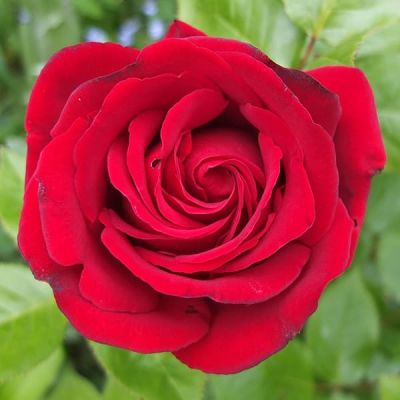 Роза Ингрид Бергман Роза Ингрид Бергман фото