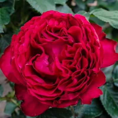 Роза Травиата Роза Травиата фото