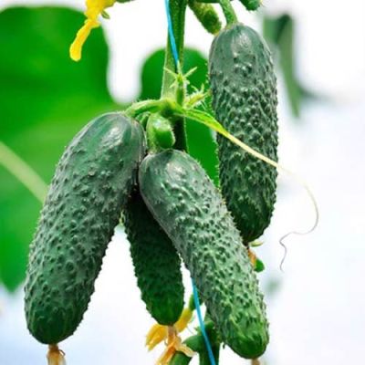 Огурец Соната РЗ F1 (Голландия) Н19 Огурец Соната РЗ F1 (Голландия) Н19 фото