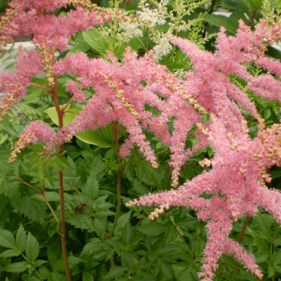 Астильба простолистная Хенни Графланд Астильба простолистная Хенни Графланд фото