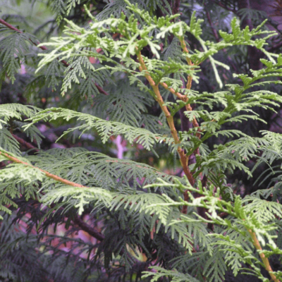 Туя складчатая Мартин, С2 - Dolina-Sad.Ru