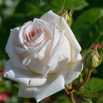 Роза Мадам Анизетт в горшке Роза Мадам Анизетт в горшке - Dolina-Sad.Ru