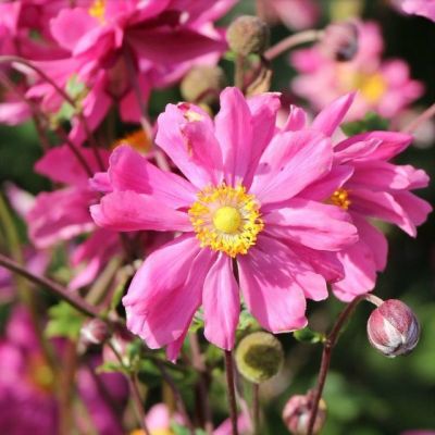 Анемона Брессингам Глоу Анемона Брессингам Глоу - Dolina-Sad.Ru