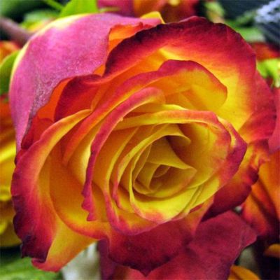 Роза Тутти-Фрутти Роза Тутти-Фрутти - Dolina-Sad.Ru