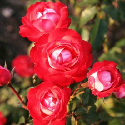 Роза Плантэн ун блюэн Роза Плантэн ун блюэн фото