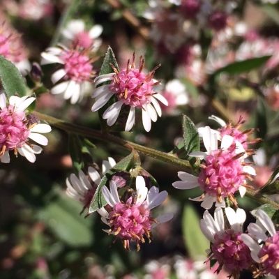 Астра бокоцветковая Леди ин Блэк Астра бокоцветковая Леди ин Блэк - Dolina-Sad.Ru