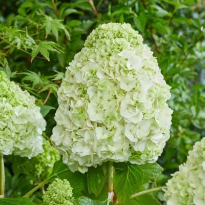 Гортензия дуболистная Тара Гортензия дуболистная Тара - Dolina-Sad.Ru