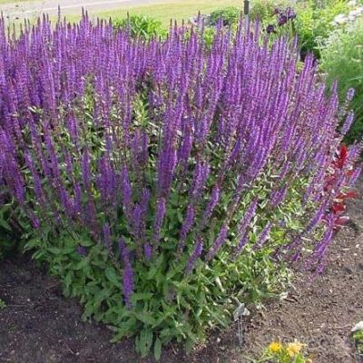 Шалфей Дубравный Блю фото