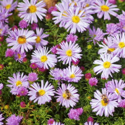 Астра кустарниковая Мариоре Астра кустарниковая Мариоре фото