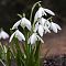 Подснежник Нивалис Подснежник Нивалис фото