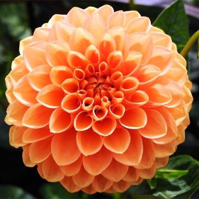 Георгина Сильвия Георгина Сильвия фото