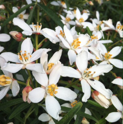 Шуазия Уайт Шуазия Уайт - Dolina-Sad.Ru