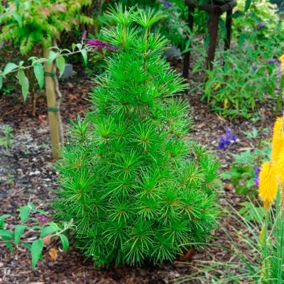 Сциадопитис мутовчатый Сциадопитис мутовчатый - Dolina-Sad.Ru