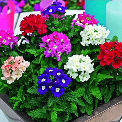 Вербена гибридная Звездная пыль фото