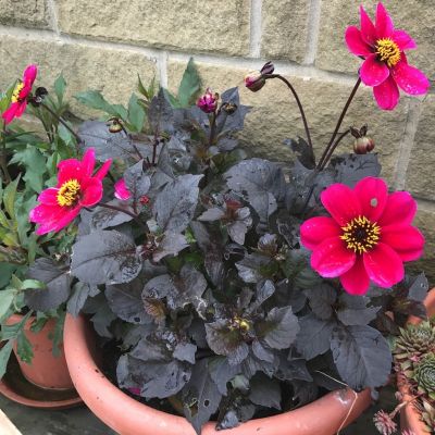 Георгина Бишоп оф Кантербери Георгина Бишоп оф Кантербери - Dolina-Sad.Ru