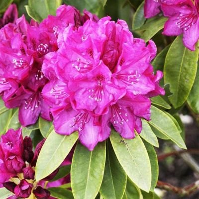 Рододендрон Олд Порт Рододендрон Олд Порт фото