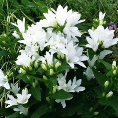 Колокольчик гломерата Альба , С1,5 Колокольчик гломерата Альба , С1,5 фото