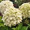 Гортензия метельчатая Литл Пассион, С2 Гортензия метельчатая Литл Пассион, С2 - Dolina-Sad.Ru
