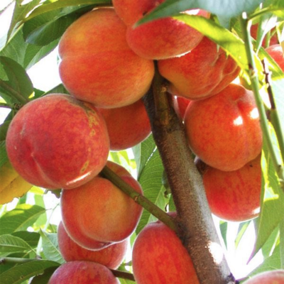 Персик колоновидный Медовый Персик колоновидный Медовый - Dolina-Sad.Ru