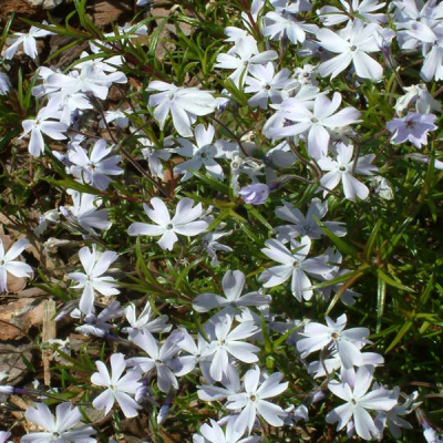 Флокс шиловидный 'Liliacina' Флокс шиловидный 'Liliacina' фото