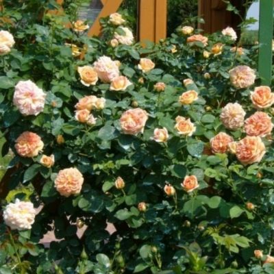 Роза Полька Роза Полька - Dolina-Sad.Ru