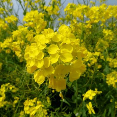 Горчица сарептская (салатная) Мей Лин (А) фото